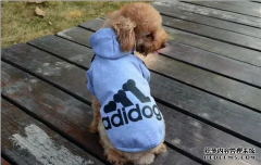 阿迪达斯Adidas变身阿迪狗Adidog，天气转凉，狗狗也要穿名牌