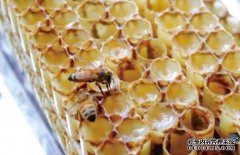 蜂王浆商标转让 如何办理蜂王浆商标转让手续