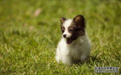 宠物用品商标注册属于什么类别？|商标注册|商标转让_商标交易